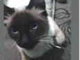 Peludo