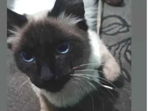 Gato raça Siamês idade 7 a 11 meses nome Peludo