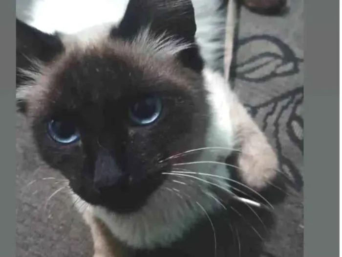Gato ra a Siamês idade 7 a 11 meses nome Peludo