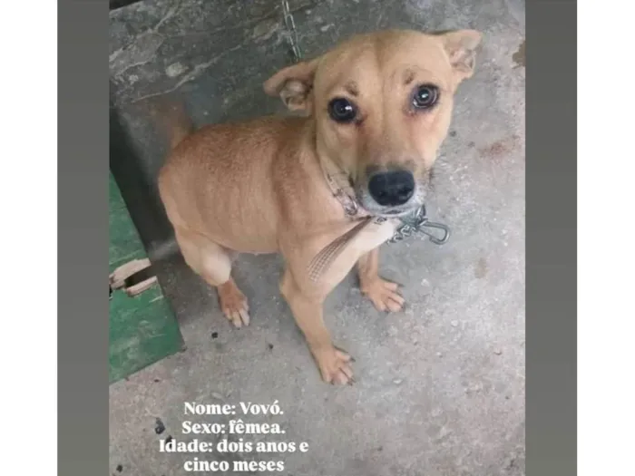 Cachorro ra a SRD-ViraLata idade 2 anos nome Vovó 