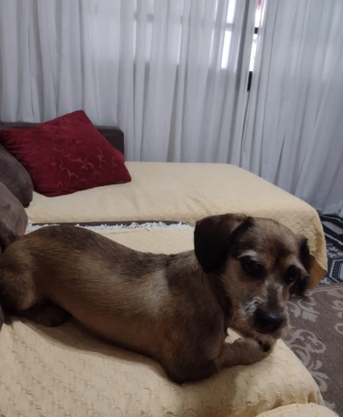 Cachorro ra a SRD-ViraLata idade 5 anos nome Noah Santos