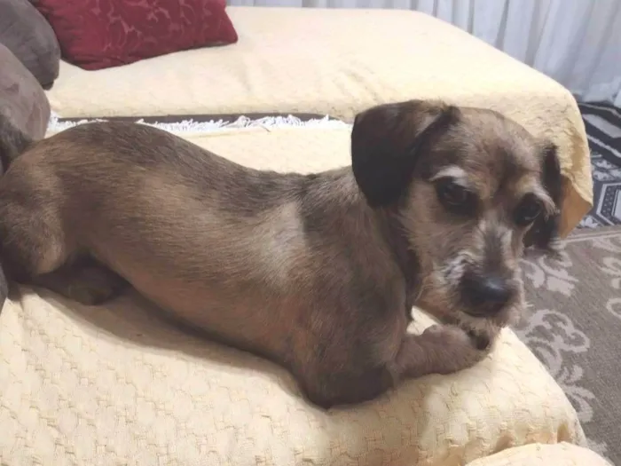 Cachorro ra a SRD-ViraLata idade 5 anos nome Noah Santos