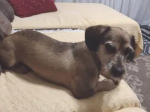 Cachorro raça SRD-ViraLata idade 5 anos nome Noah Santos