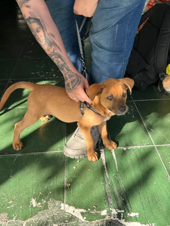 Cachorro ra a SRD-ViraLata idade 2 a 6 meses nome Estrela
