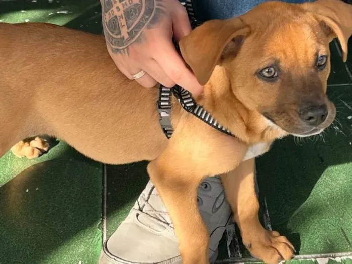 Cachorro ra a SRD-ViraLata idade 2 a 6 meses nome Estrela