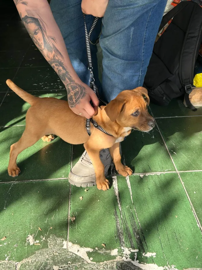 Cachorro ra a SRD-ViraLata idade 2 a 6 meses nome Estrela
