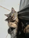 Mel