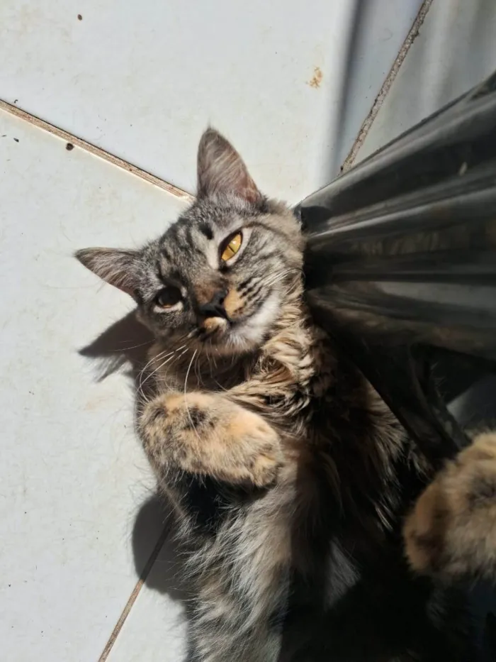 Gato ra a SRD-ViraLata idade 1 ano nome Mel
