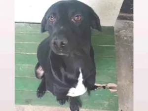 Cachorro raça SRD-ViraLata idade 1 ano nome Negão