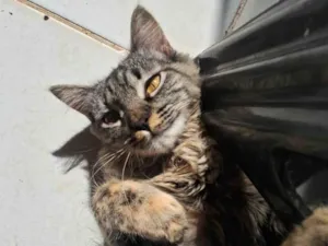 Gato raça SRD-ViraLata idade 1 ano nome Mel