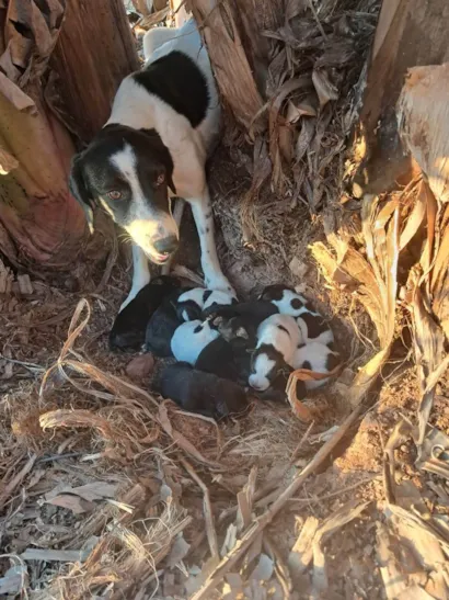 Cachorro raça SRD-ViraLata idade 2 a 6 meses nome Cibelle 