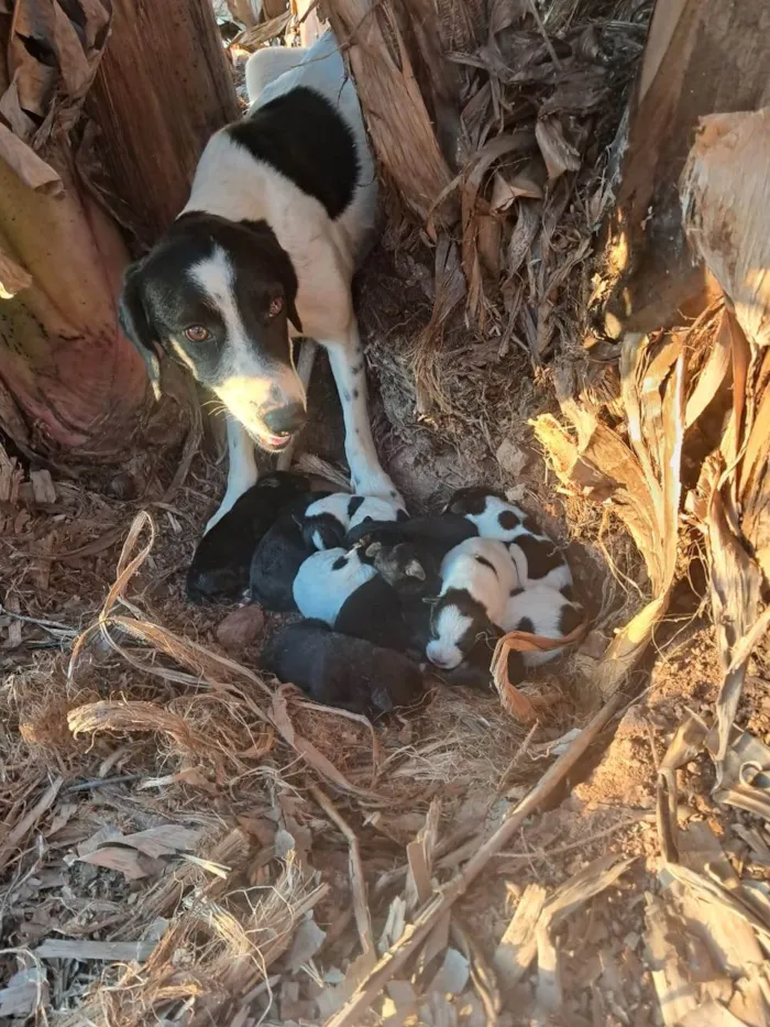 Cachorro ra a SRD-ViraLata idade 2 a 6 meses nome Cibelle 