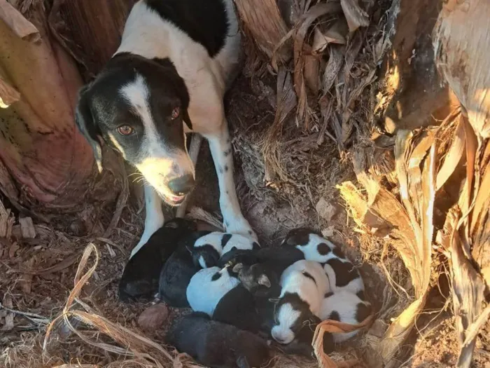 Cachorro ra a SRD-ViraLata idade 2 a 6 meses nome Cibelle 