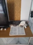 Gatinho
