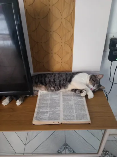 Gato raça SRD-ViraLata idade 1 ano nome Gatinho