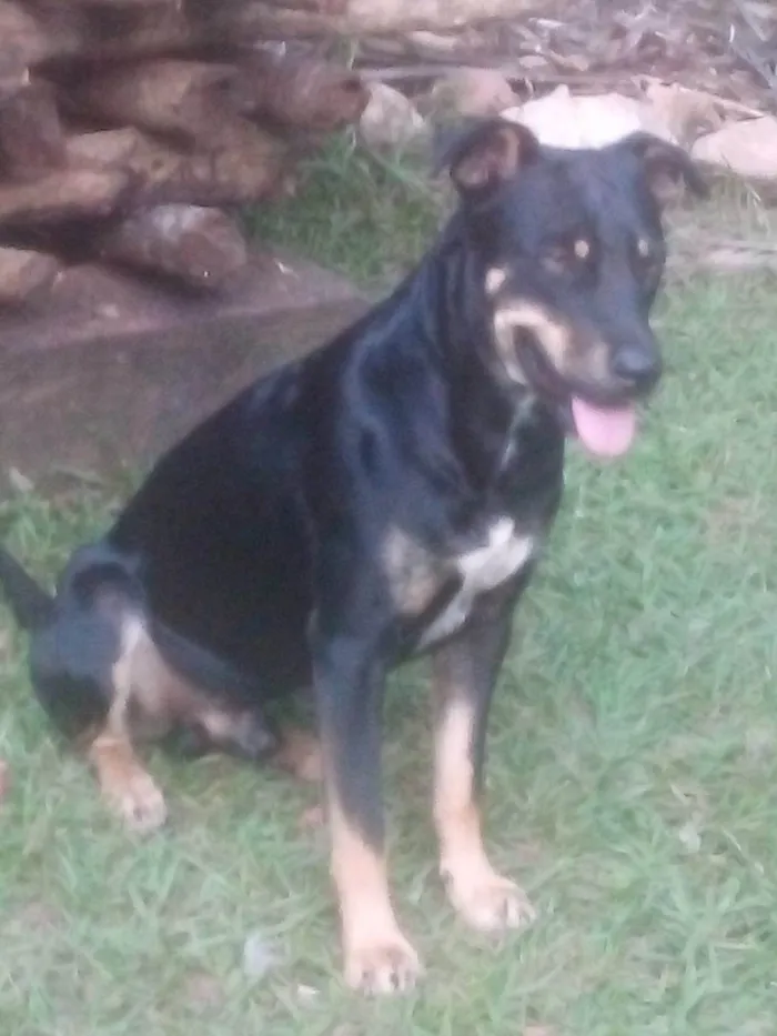 Cachorro ra a SRD-ViraLata idade 4 anos nome Tuco