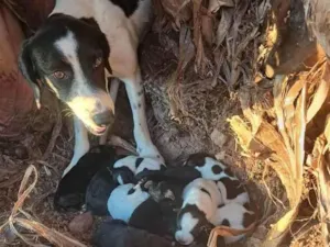 Cachorro raça SRD-ViraLata idade 2 a 6 meses nome Cibelle 