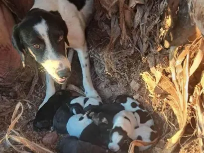 Cachorro raça SRD-ViraLata idade 2 a 6 meses nome Cibelle 
