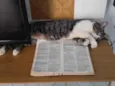 Gatinho