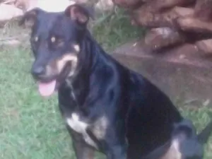 Cachorro raça SRD-ViraLata idade 4 anos nome Tuco