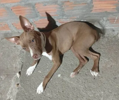 Cachorro raça SRD-ViraLata idade 7 a 11 meses nome Frida