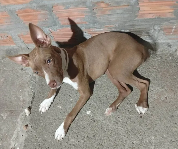 Cachorro ra a SRD-ViraLata idade 7 a 11 meses nome Frida
