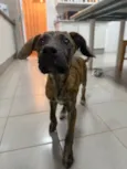 Sirius