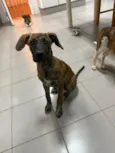 Sirius