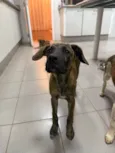 Sirius