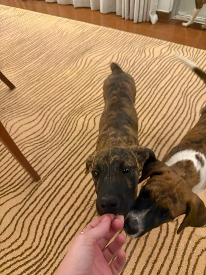 Cachorro ra a SRD-ViraLata idade 2 a 6 meses nome Sirius