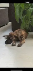 Sirius