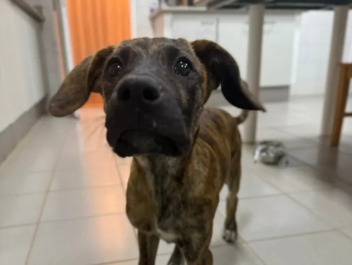 Cachorro ra a SRD-ViraLata idade 2 a 6 meses nome Sirius
