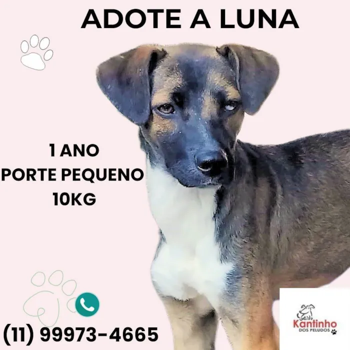 Cachorro ra a SRD-ViraLata idade 1 ano nome Luna