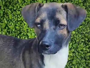 Cachorro raça SRD-ViraLata idade 1 ano nome Luna