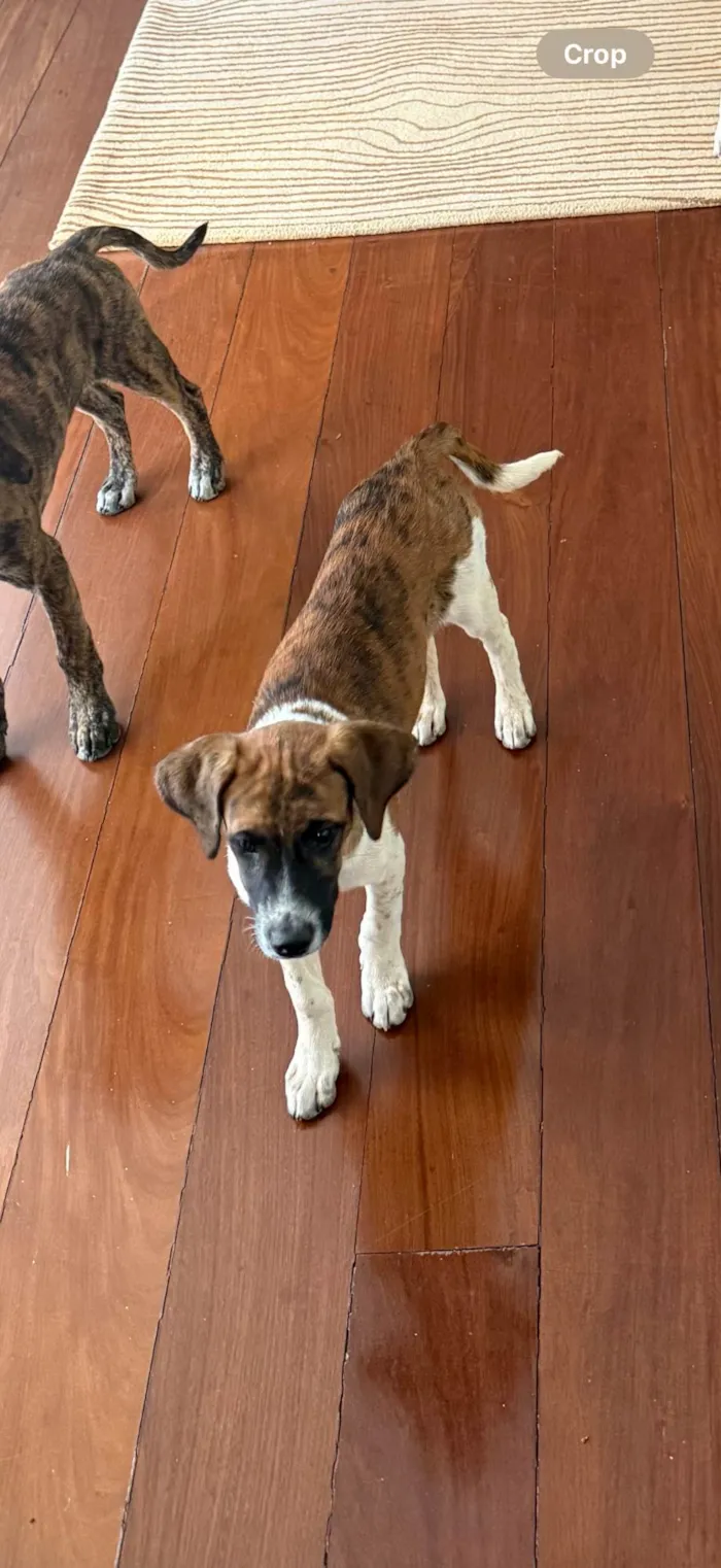 Cachorro ra a SRD-ViraLata idade 2 a 6 meses nome Wizz