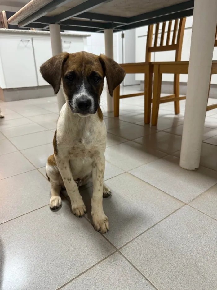 Cachorro ra a SRD-ViraLata idade 2 a 6 meses nome Wizz
