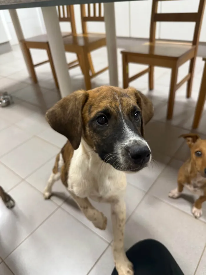 Cachorro ra a SRD-ViraLata idade 2 a 6 meses nome Wizz