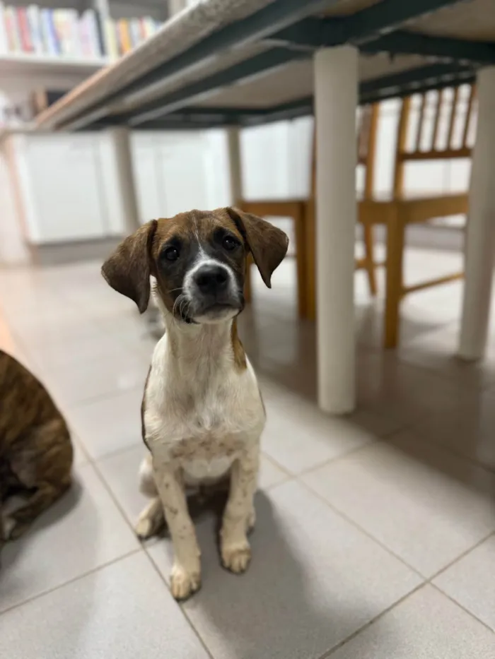Cachorro ra a SRD-ViraLata idade 2 a 6 meses nome Wizz