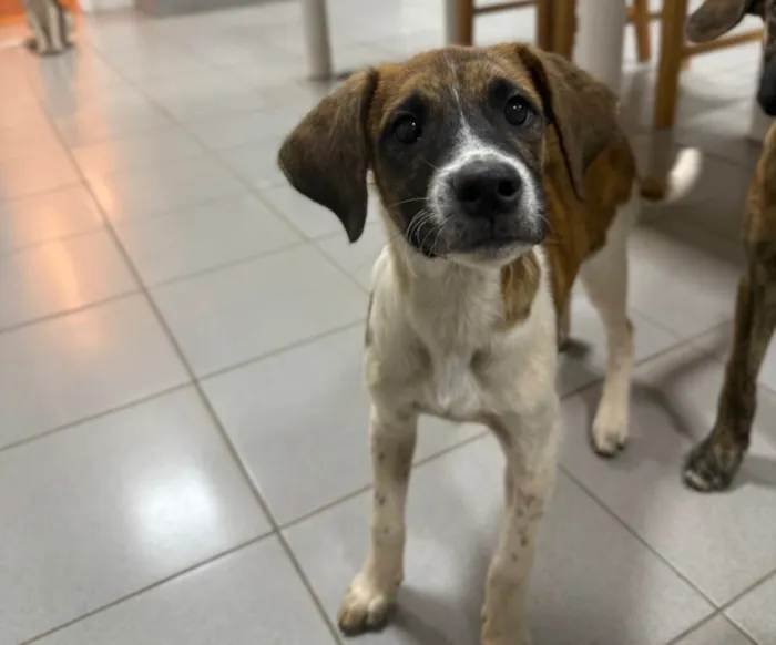 Cachorro ra a SRD-ViraLata idade 2 a 6 meses nome Wizz