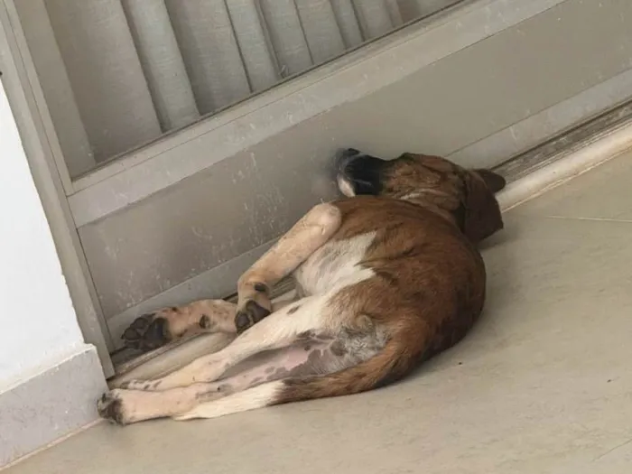 Cachorro ra a SRD-ViraLata idade 2 a 6 meses nome Wizz