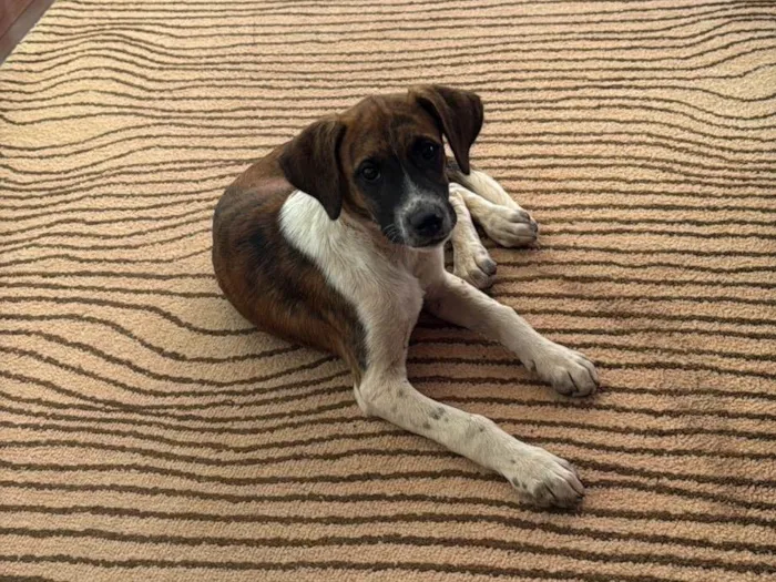 Cachorro ra a SRD-ViraLata idade 2 a 6 meses nome Wizz
