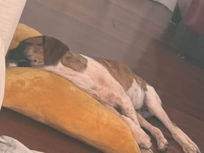 Cachorro ra a SRD-ViraLata idade 2 a 6 meses nome Wizz