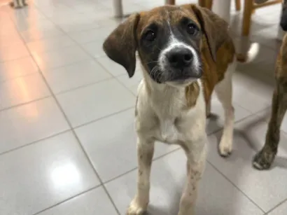 Cachorro raça SRD-ViraLata idade 2 a 6 meses nome Wizz