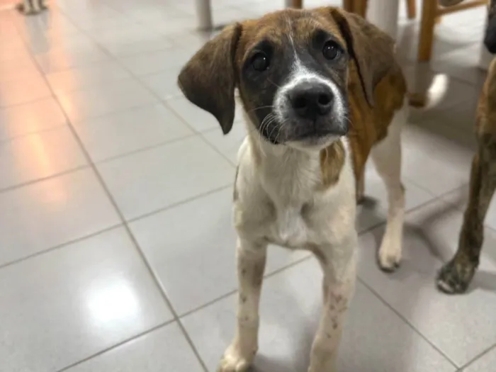 Cachorro ra a SRD-ViraLata idade 2 a 6 meses nome Wizz