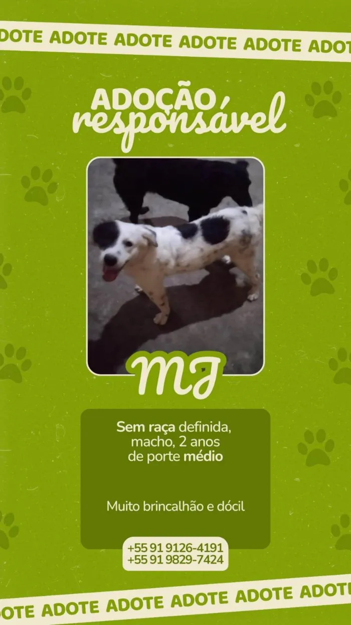 Cachorro ra a SRD-ViraLata idade 2 anos nome Michael Jackson (MJ)
