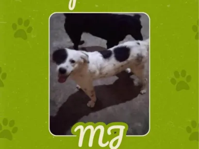 Cachorro raça SRD-ViraLata idade 2 anos nome Michael Jackson (MJ)