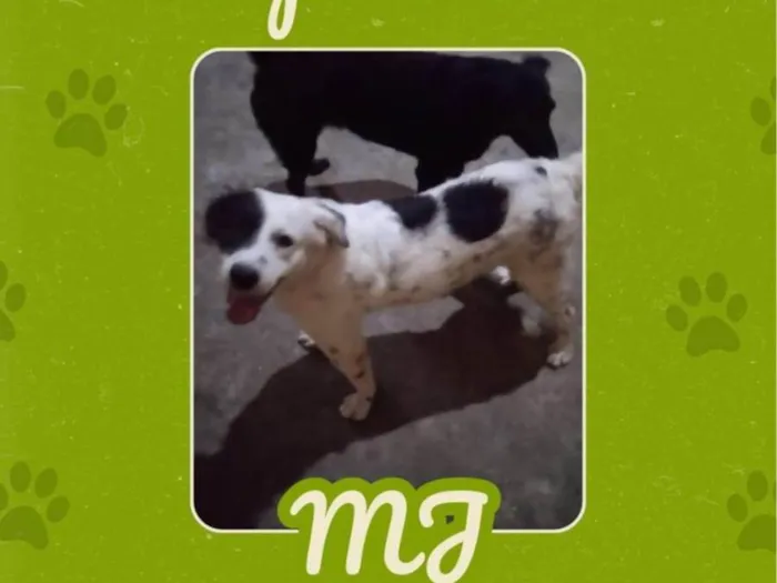 Cachorro ra a SRD-ViraLata idade 2 anos nome Michael Jackson (MJ)