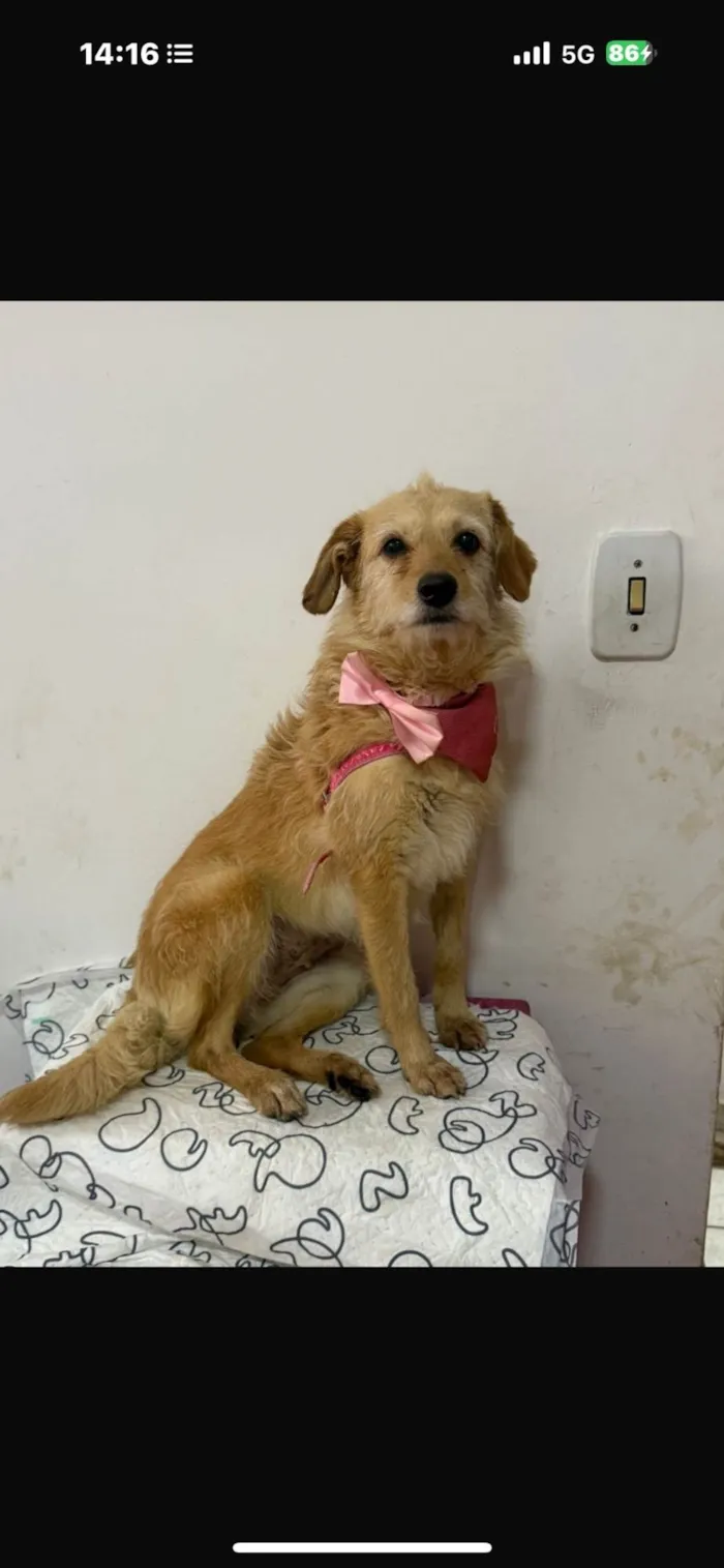 Cachorro ra a SRD-ViraLata idade 2 anos nome Xuxa 