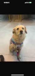 Xuxa 