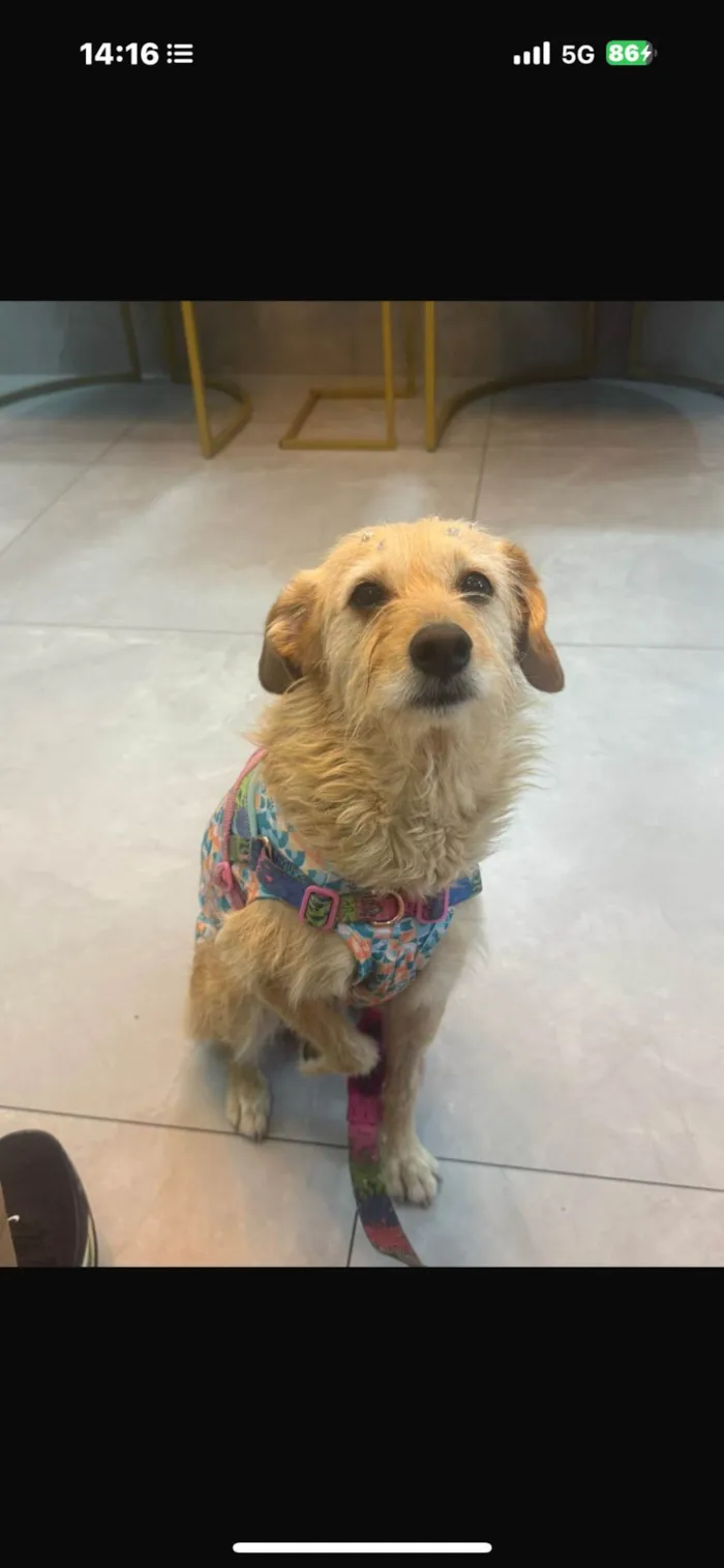 Cachorro ra a SRD-ViraLata idade 2 anos nome Xuxa 